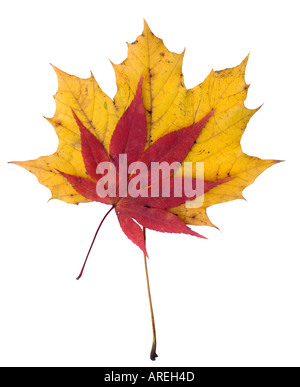 Still life Autumn leaves silhouetted on white background Stock Photo