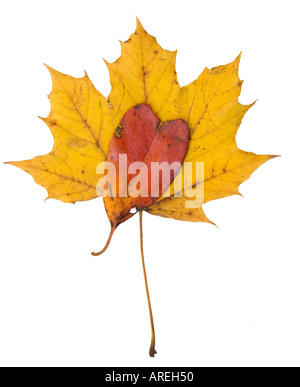 Still life Autumn leaves silhouetted on white background Stock Photo