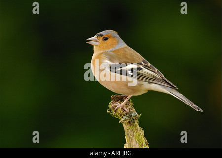 Chaffinch on a branch Stock Photo