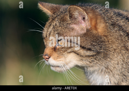 Scottish wild cat Felis silvestris grampia looking alert Stock Photo