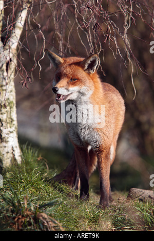 Red Fox Vulpes vulpes standing looking alert Stock Photo