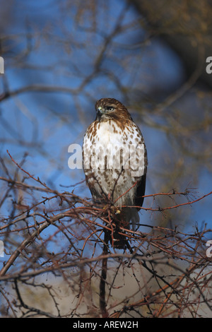 Red tailed hawk Buteo jamaicensis USA New York winter Stock Photo