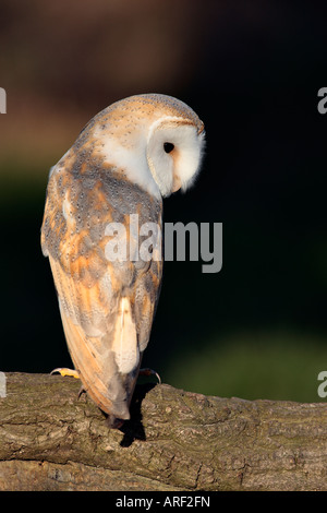 Barn Owl Tyto alba sitting on branch looking alert Stock Photo