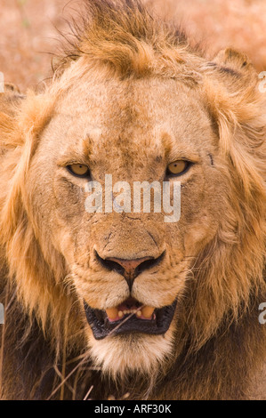 Lion portrait in Sabi Sand area Kruger National park South Africa young mail dominant Stock Photo