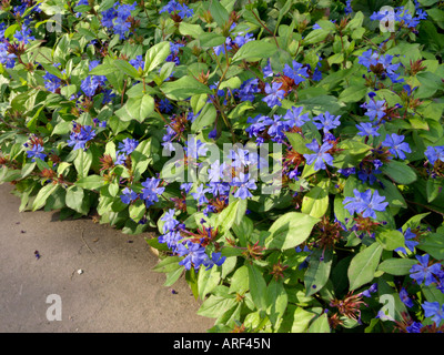 Leadwort (Ceratostigma plumbaginoides) Stock Photo