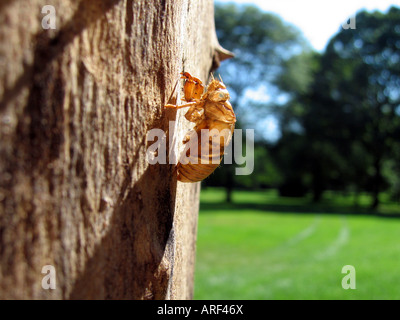 An empty cicada shell left behind on a tree trunk after molting Stock Photo