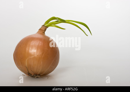 Close up of the whole sprouted Onion Allium Cepa L pictures images photos photograph large high resolution horizontal in USA US hi-res Stock Photo