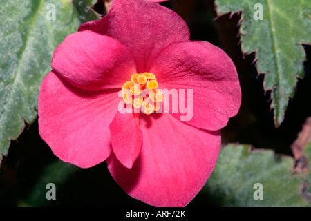 Begonia -Family Begoniaceae Stock Photo