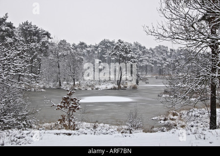 Winter at the Overasseltse vennen Stock Photo