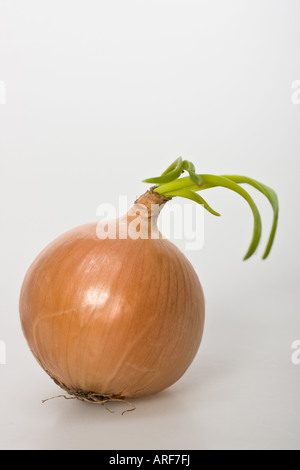 Close up of the whole sprouted Onion Allium Cepa L pictures images photos photograph very high resolution vertical format in USA US hi-res Stock Photo