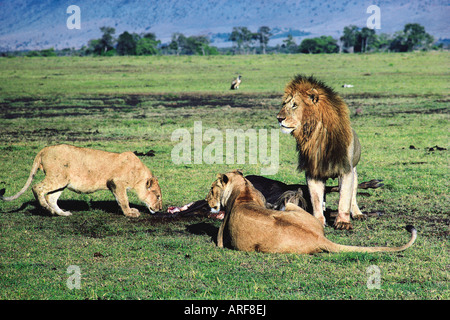 Mature male Lion and two Lionesses with Wildebeest or White bearded Gnu carcass Masai Mara National Reserve Kenya East Africa Stock Photo