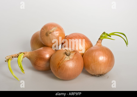 Close up of the whole sprouted Onions Allium Cepa L pictures images photos photograph large high resolution horizontal in USA US hi-res Stock Photo