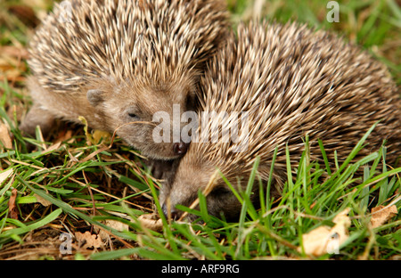 Europe England Herefordshire West European Hedgehog Erinaceus europaeus Stock Photo