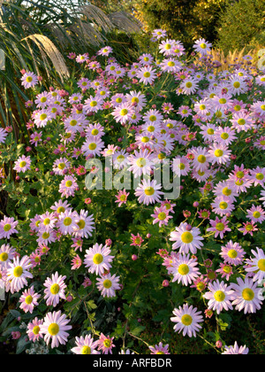 Chrysanthemum (Chrysanthemum indicum 'L'Innocence') Stock Photo