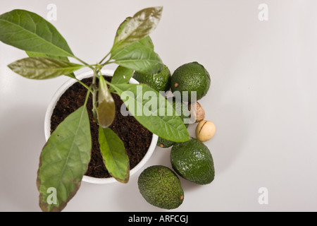 Avocado green plant growing in a pot with seeds houseplant nobody vertical from above overhead on white table background nobody in USA hi-res Stock Photo