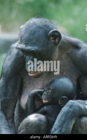 bonobo, pygmy chimpanzee (Pan paniscus), mother with young Stock Photo