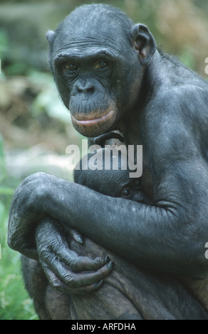bonobo, pygmy chimpanzee (Pan paniscus), mother with young Stock Photo