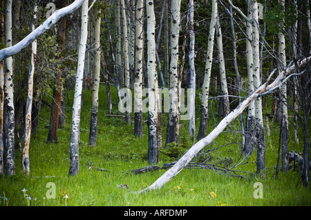 White Aspen Trees Stock Photo