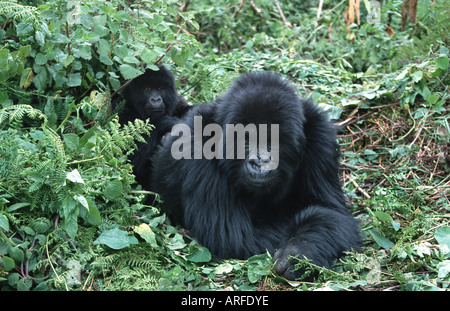 mountain gorilla (Gorilla gorilla beringei), female with young, Parc Nationales des Volcans, Rwanda Stock Photo