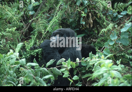 mountain gorilla (Gorilla gorilla beringei), feeding, Rwanda, Parc Nationales des Volcans Stock Photo