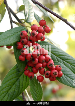 Willow-leaved cotoneaster (Cotoneaster salicifolius) Stock Photo