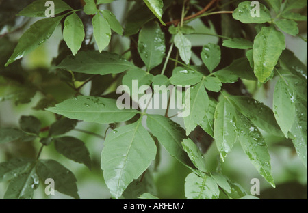 guarana (Paullinia cupana), leaves Stock Photo