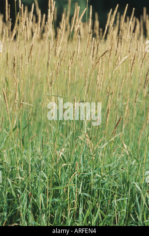 reed Canary grass (Phalaris arundinacea), fruiting Stock Photo