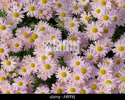 Chrysanthemum (Chrysanthemum indicum 'L'Innocence') Stock Photo