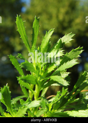 Haplopappus (Haplopappus glutinosus, Haplopappus coronopifolius), wild form, foliage Stock Photo