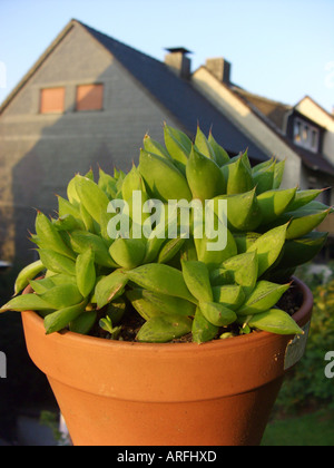 Cathedral Window (Haworthia cymbiformis), potted plant on a windowsill Stock Photo