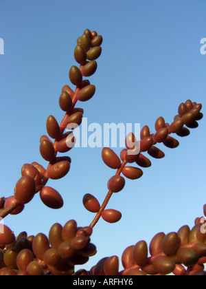 Sedum stahlii 'Coral Beads' Stock Photo - Alamy