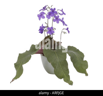 Violet, strep (Streptocarpus Domino, Streptocarpus 'Domino'), potted plant Stock Photo