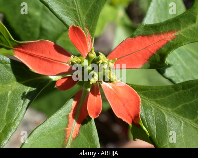 painted leaf, Japanese Poinsettia, Mexican Fire Plant, Mecian Fireplant (Euphorbia heterophylla), inflorescence with red bracts Stock Photo