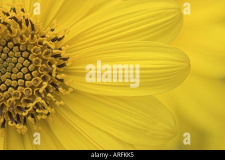 georgina (Dahlia pinnata), detail of inflorescence, Germany Stock Photo