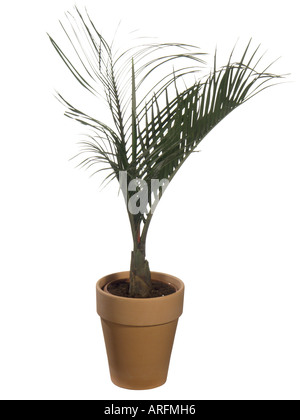 triangle palm (Dypsis decaryi, Neodypsis decaryi), potted plant Stock Photo
