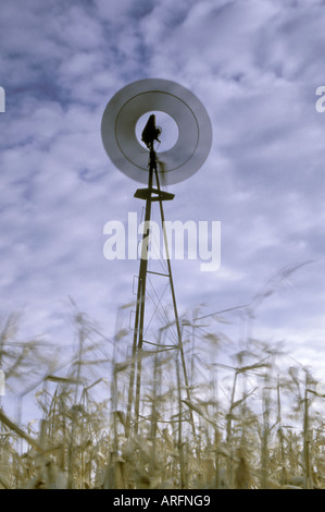 Time Exposure of Spinning Farm Windmill in Ontario Cornfield Stock Photo