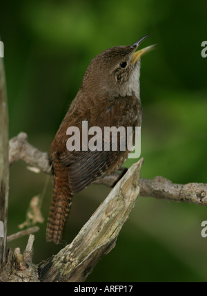 house wren singing bird ohio united states songbird horizontal Stock ...