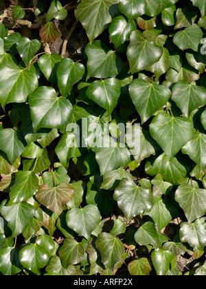 Common ivy (Hedera helix) Stock Photo