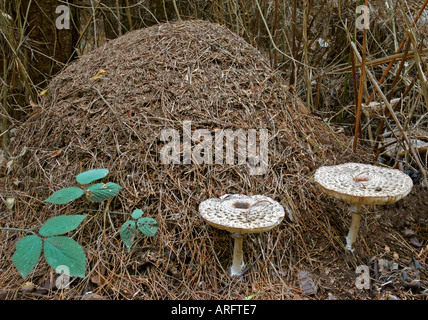 Wood ant nest with Parasol Mushrooms Stock Photo