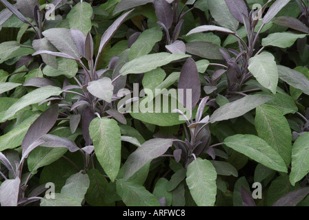 Purple Sage (Salvia officinalis Purpurascens) Stock Photo
