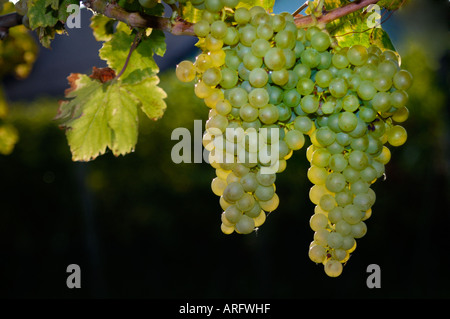 Ripe white grapes. Space for text against the black background Stock Photo
