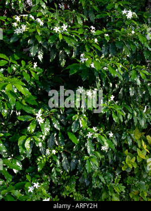 Star jasmine (Trachelospermum jasminoides) Stock Photo