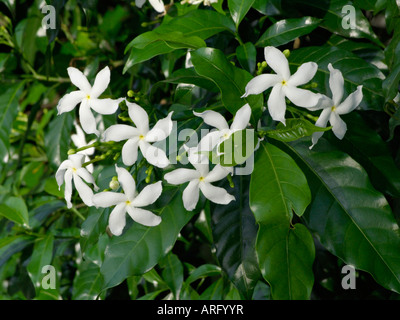 Star jasmine (Trachelospermum jasminoides) Stock Photo