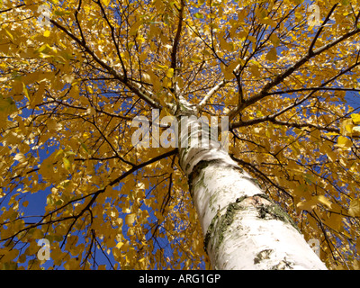 European white birch (Betula pendula) Stock Photo