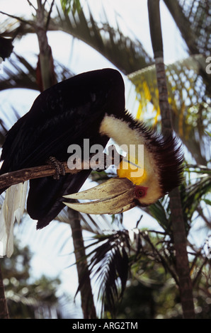 Wreathed hornbill,rhyticeros undulatus,male Stock Photo