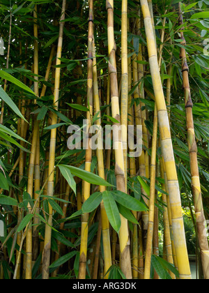 Golden bamboo (Bambusa vulgaris) Stock Photo