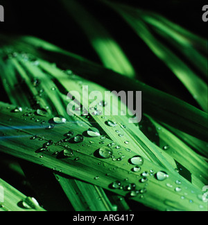 green blades of grass covered in droplets of water