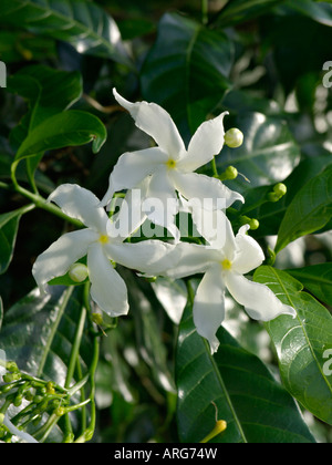 Star jasmine (Trachelospermum jasminoides) Stock Photo