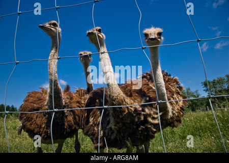 Four Ostrich at Ostrich Farm Ontario, Canada Stock Photo