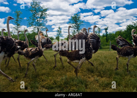 Group of Ostrich Running on Ostrich Farm Ontario, Canada Stock Photo